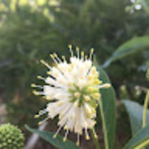 Meet your Posher, Cora